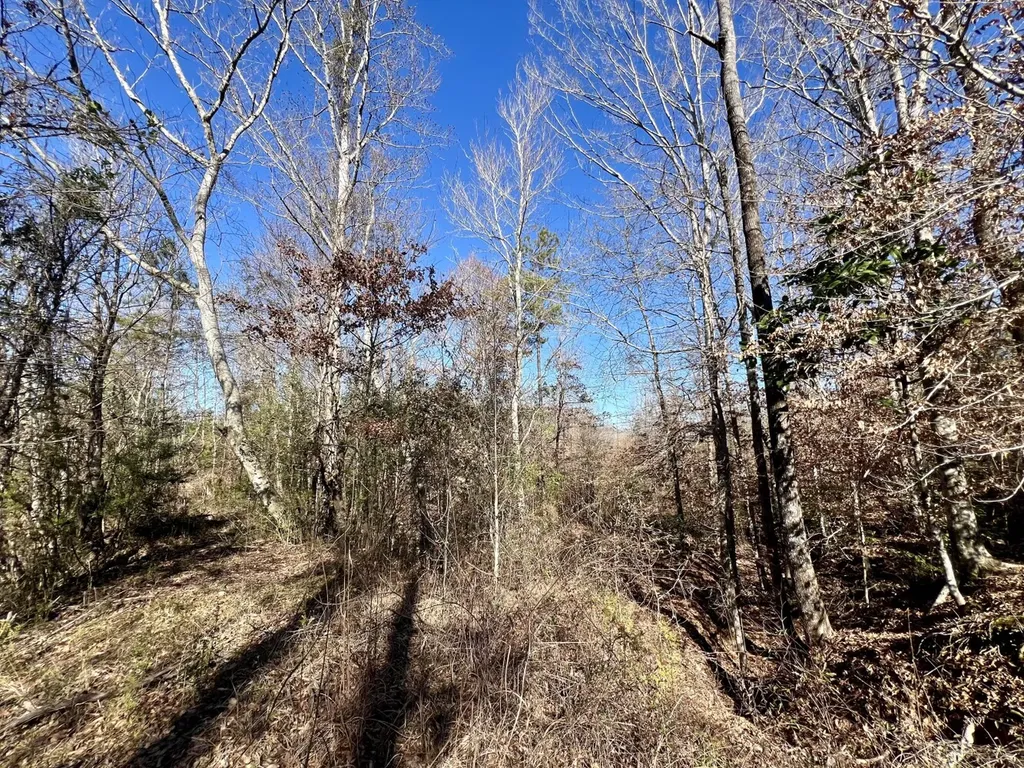 0 County Road 35 E Lower Peach Tree AL 36751