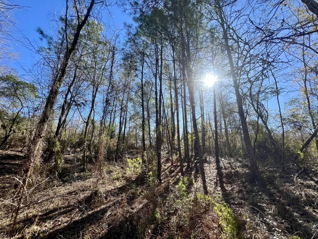 0 County Road 35 E Lower Peach Tree AL 36751