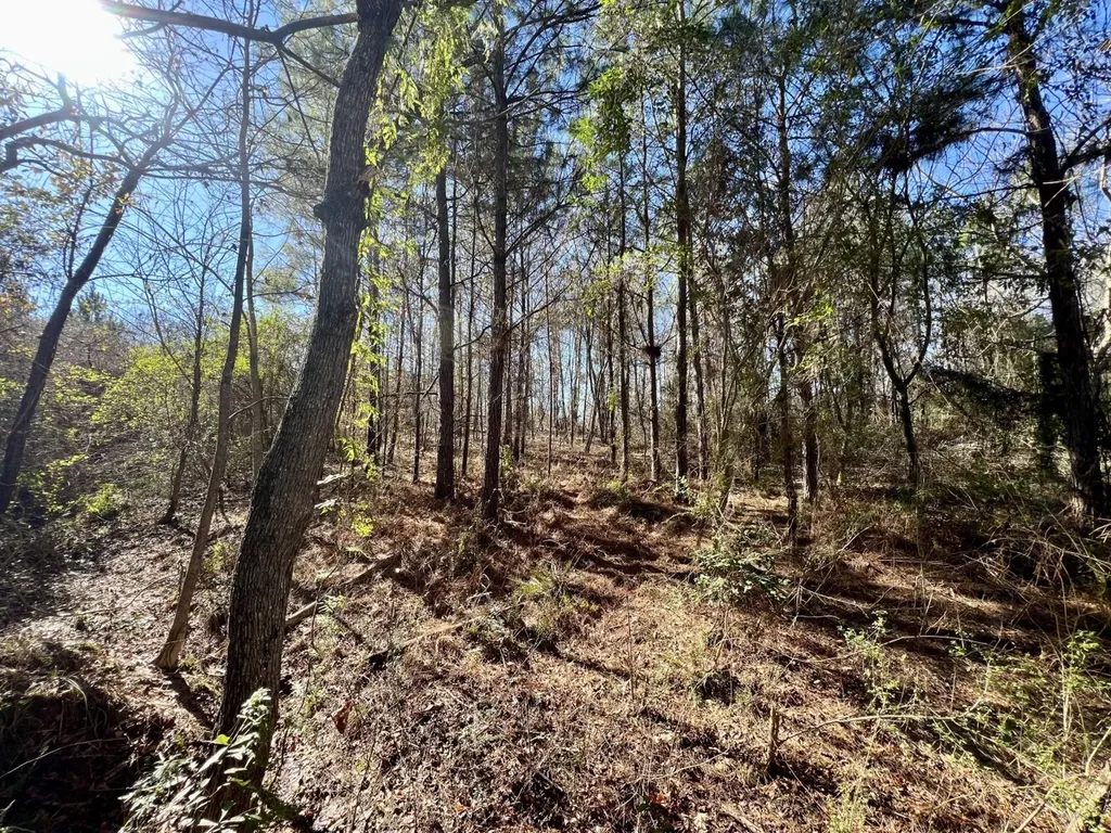 0 County Road 35 E Lower Peach Tree AL 36751