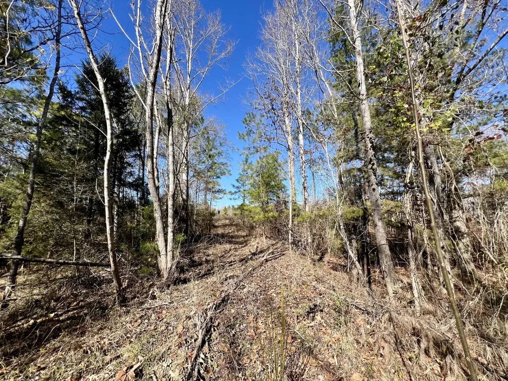 0 County Road 35 E Lower Peach Tree AL 36751