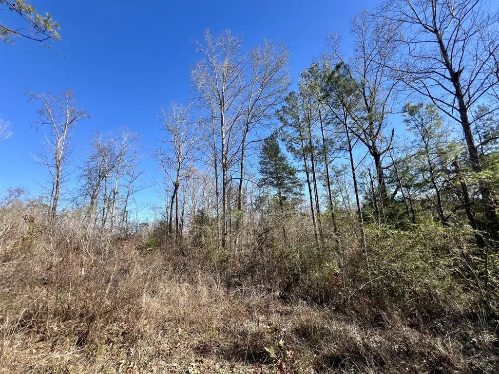 0 County Road 35 E Lower Peach Tree AL 36751