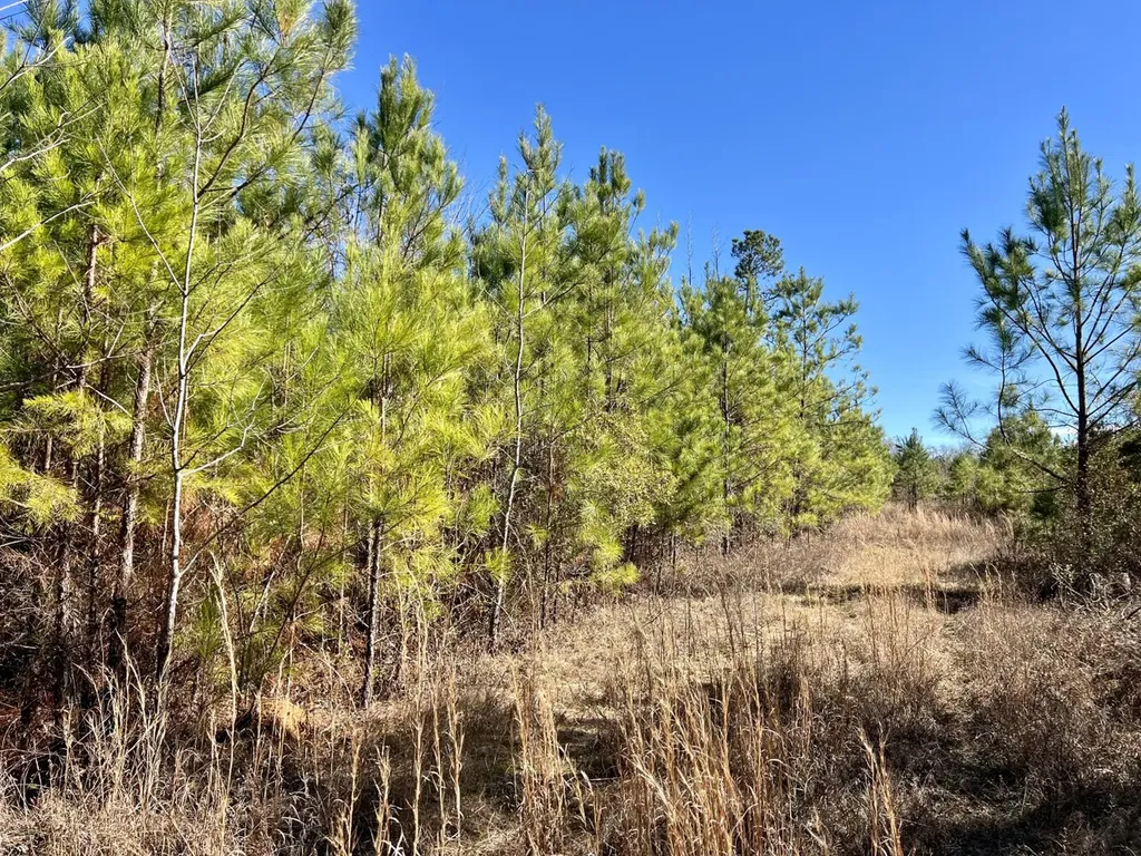 0 County Road 35 E Lower Peach Tree AL 36751