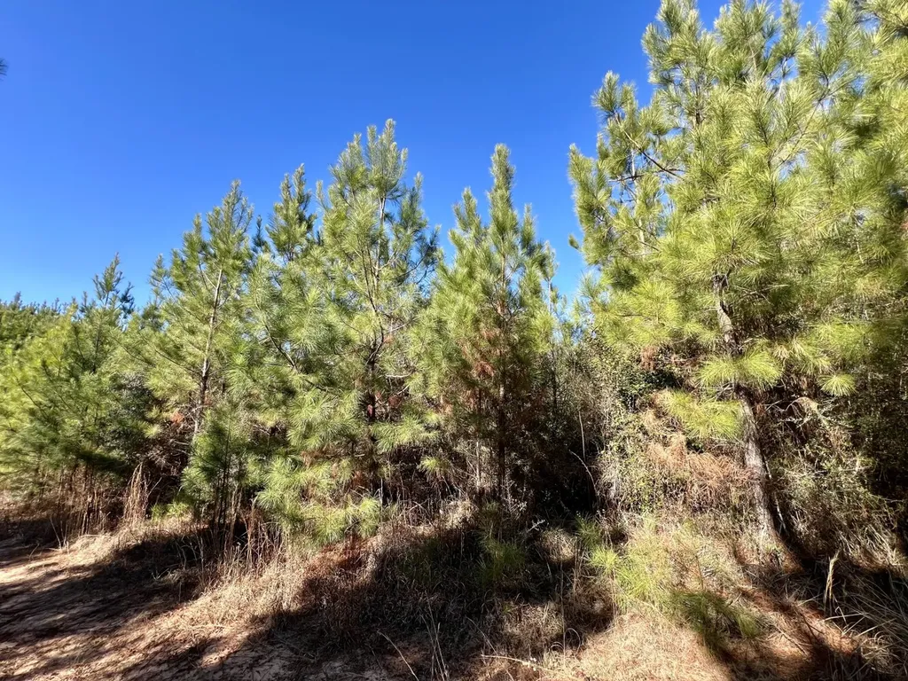 0 Ararat Road Toxey AL 36921