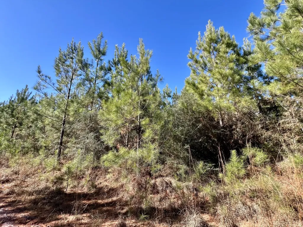 0 Ararat Road Toxey AL 36921