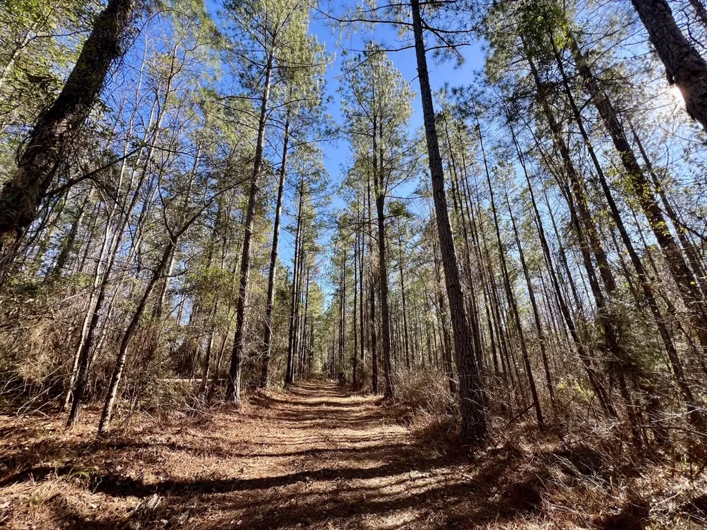 0 County Road 32 Mollie AL 36535