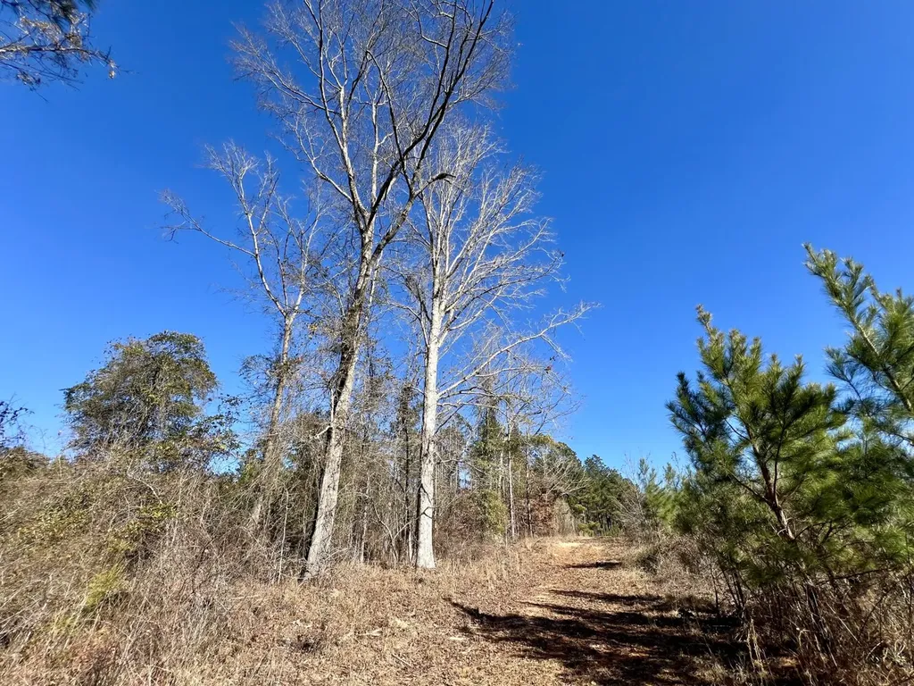 0 County Road 32 Mollie AL 36535