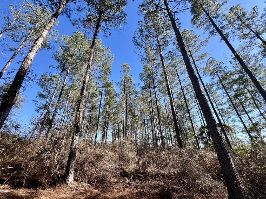 0 County Road 32 Mollie AL 36535