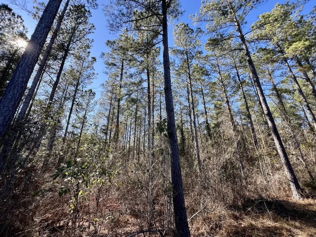 0 County Road 32 Mollie AL 36535