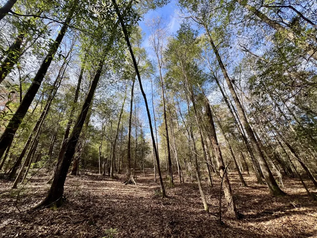 0 Holiday Lane Vashti AL 36482