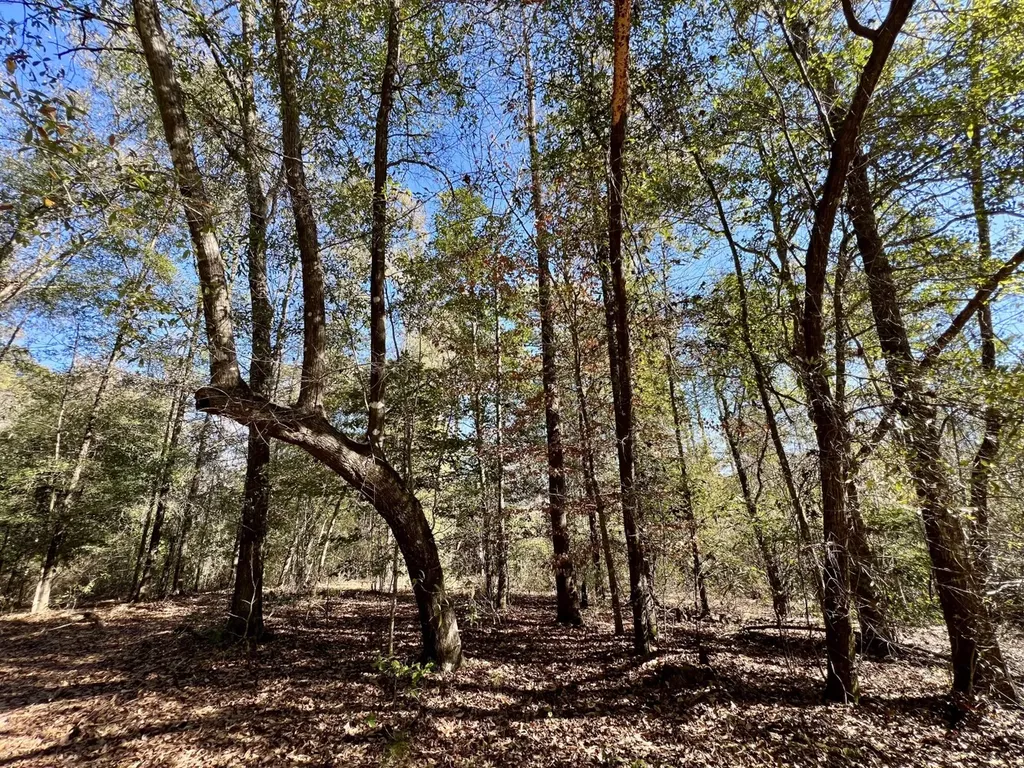 0 Holiday Lane Vashti AL 36482