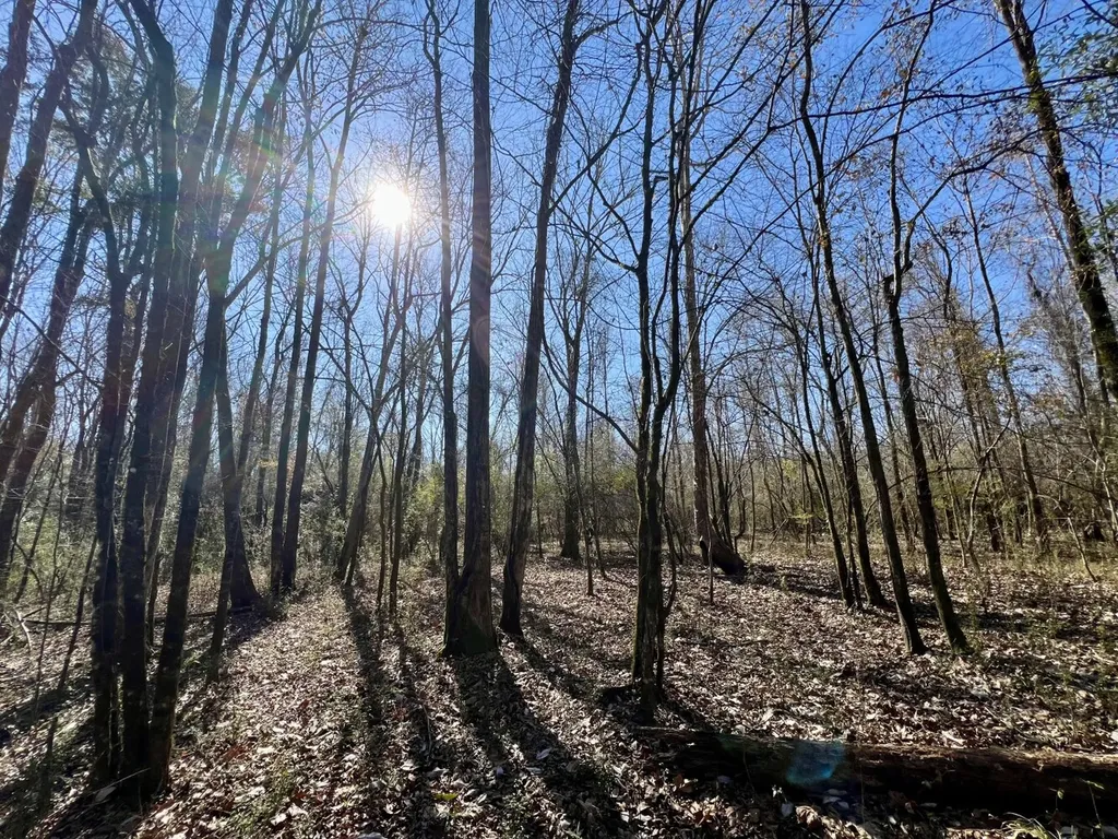 0 Holiday Lane Vashti AL 36482