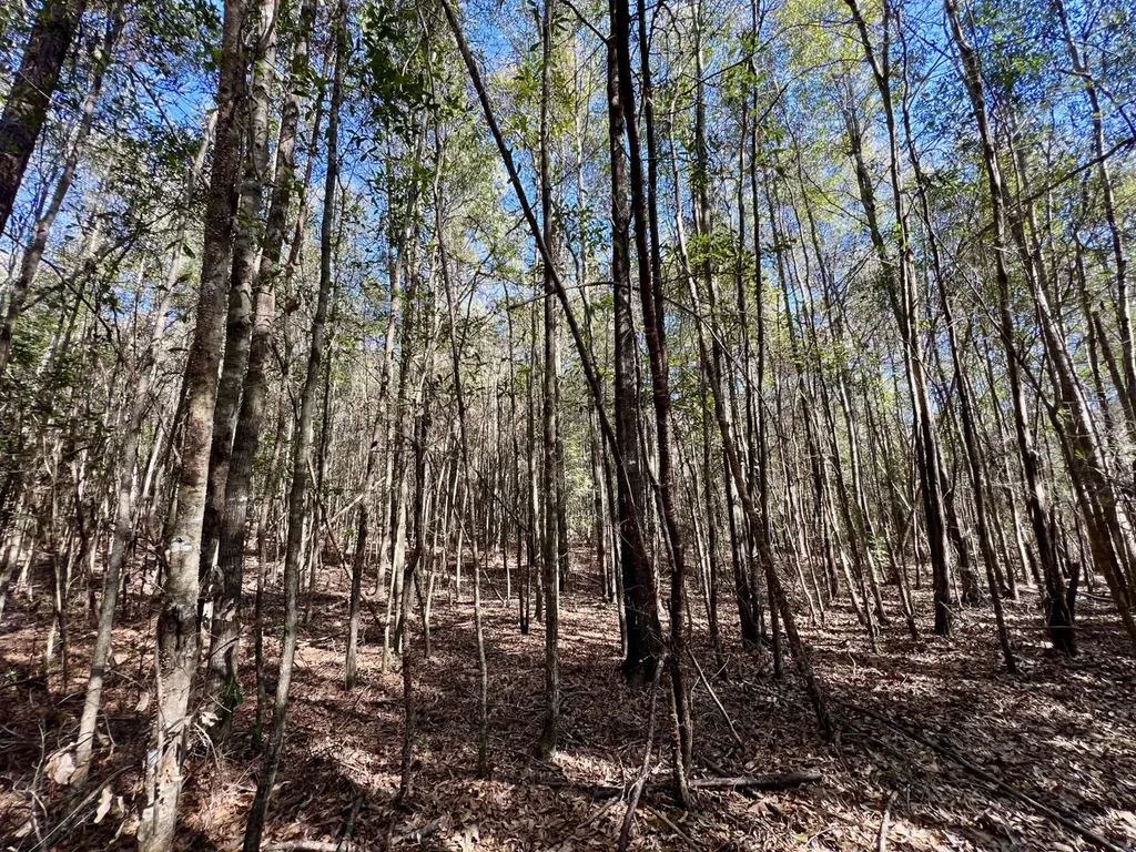 0 Holiday Lane Vashti AL 36482