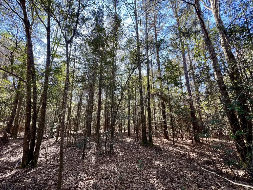 0 Holiday Lane Vashti AL 36482