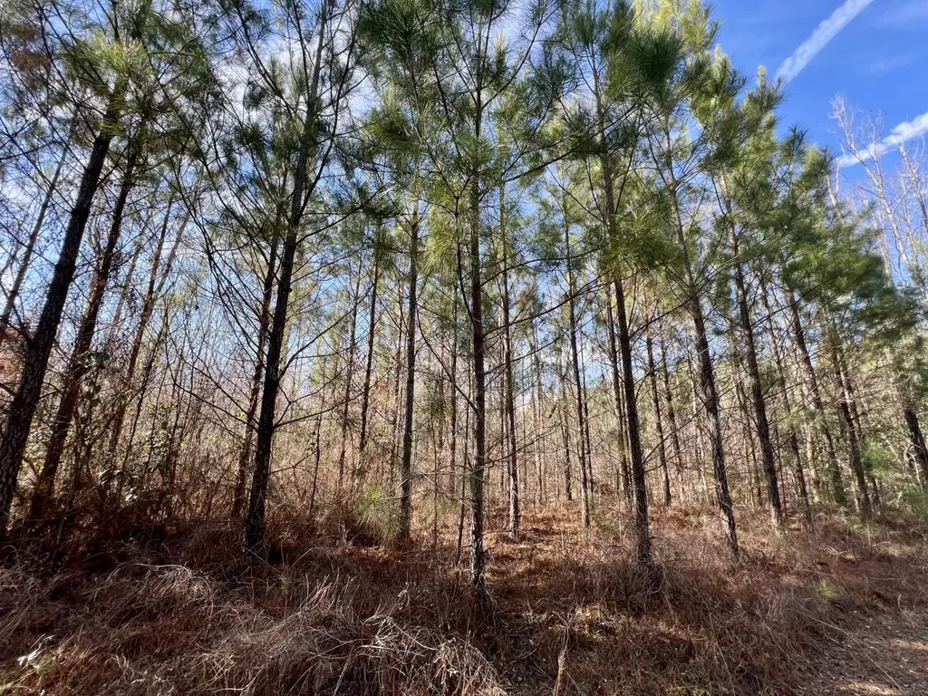 0 Old Claiborne Road Thomasville AL 36784