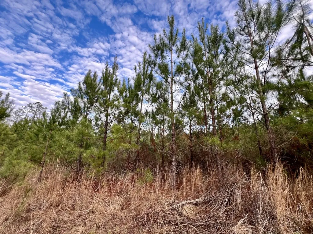 0 County Road 67 Thomasville AL 36769