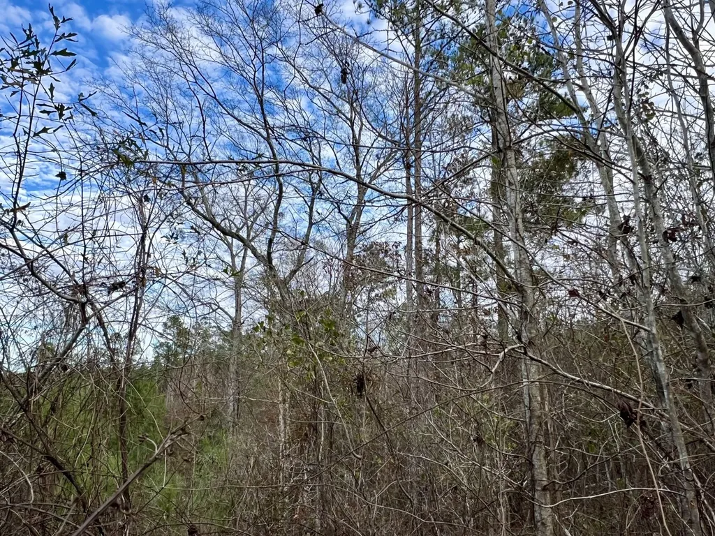 0 County Road 67 Thomasville AL 36769