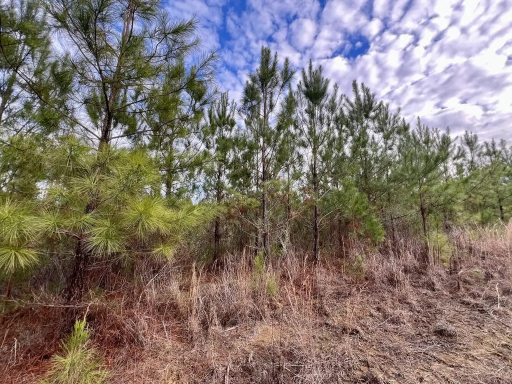 0 County Road 67 Thomasville AL 36769