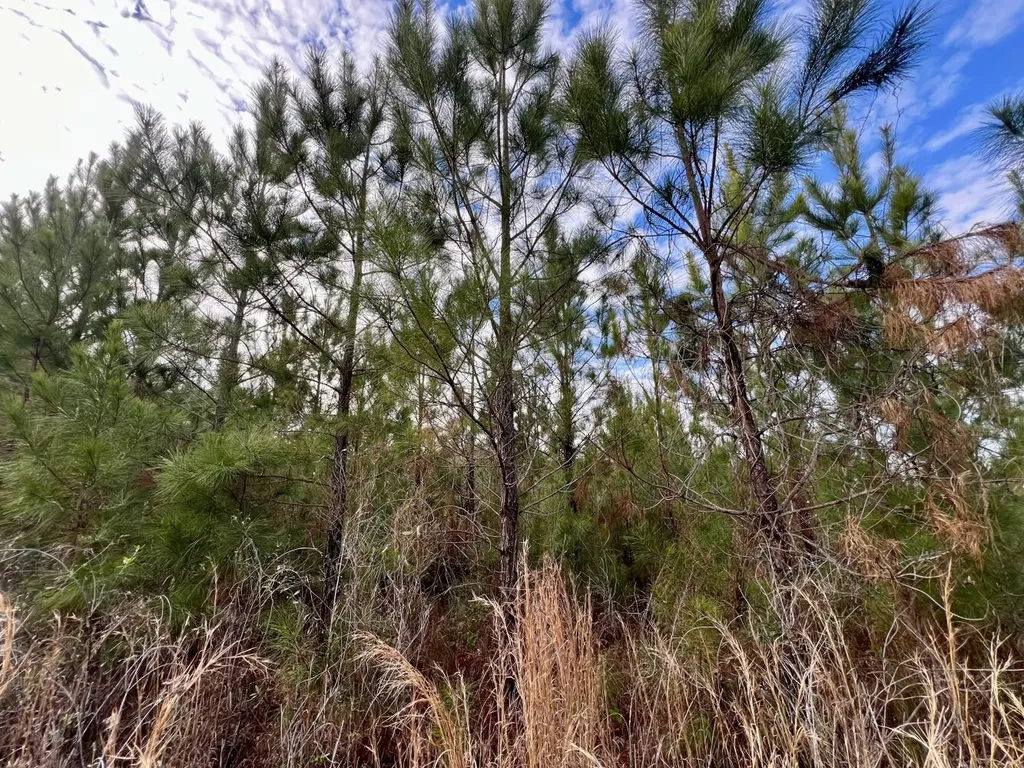 0 County Road 67 Thomasville AL 36769