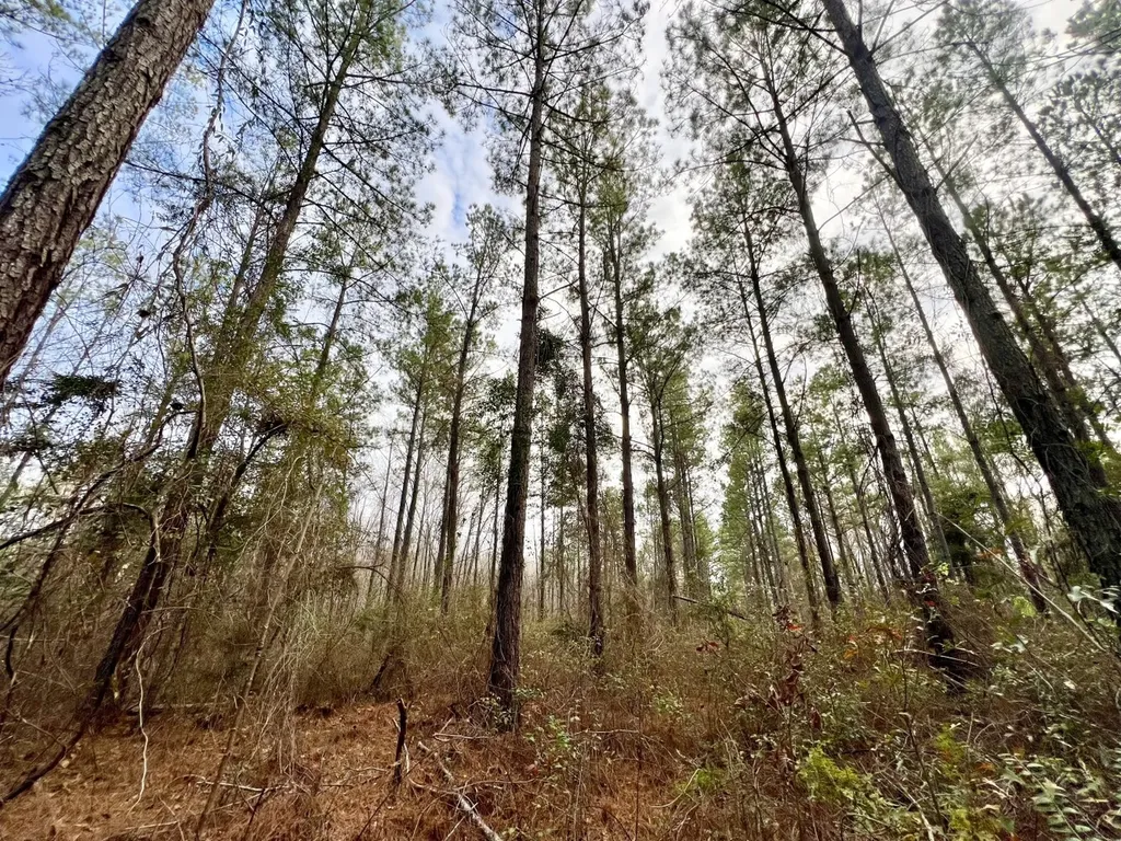 0 Highway 10 Pine Hill AL 36769