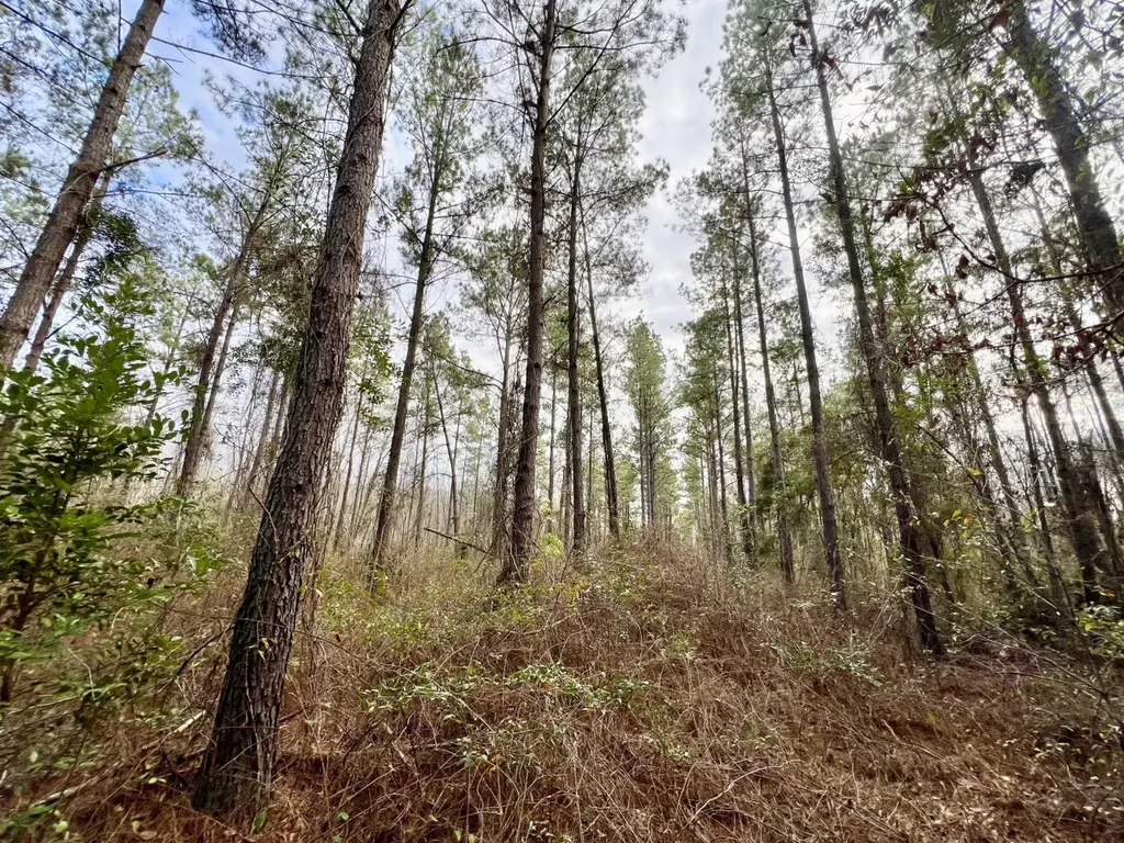 0 Highway 10 Pine Hill AL 36769