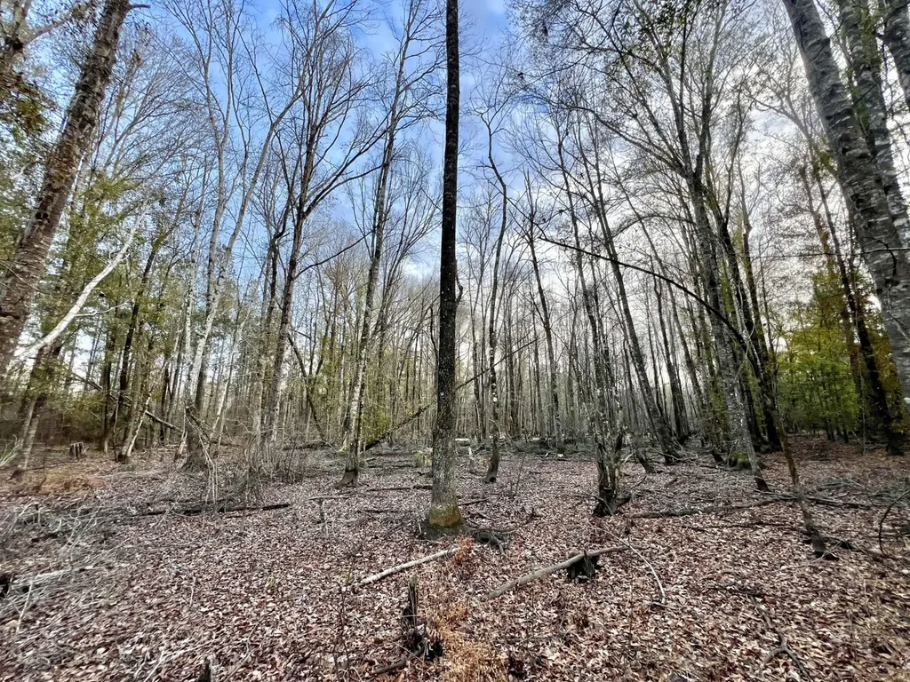 0 Highway 10 Pine Hill AL 36769