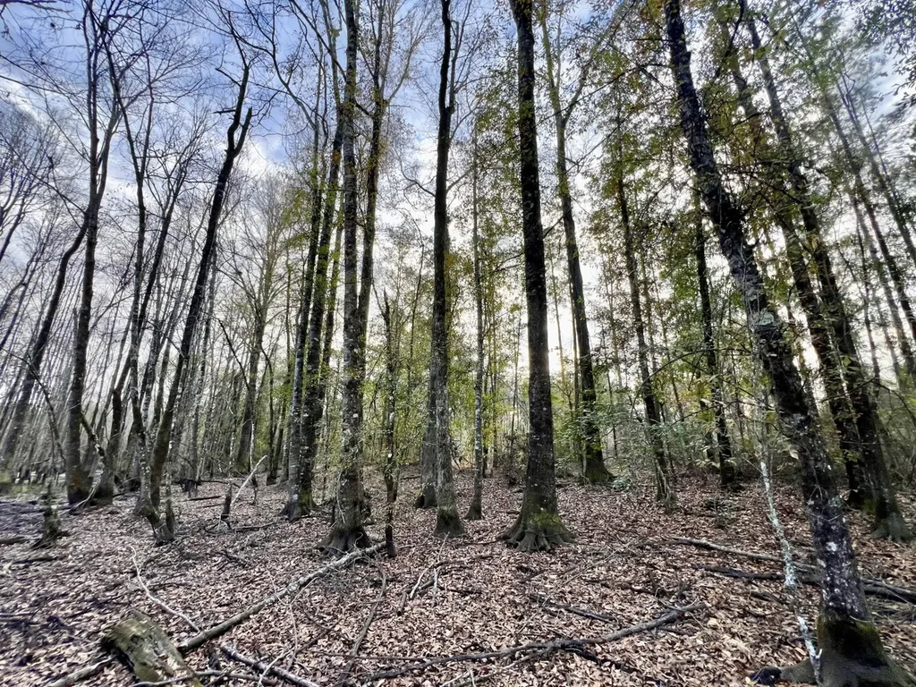 0 Highway 10 Pine Hill AL 36769