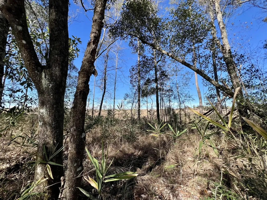 0 Bud Odom Road Deer Park AL 36529