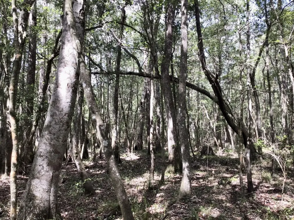 0 Landfield Road Chatom AL 36518