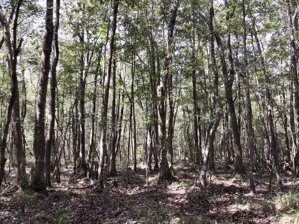 0 Landfield Road Chatom AL 36518