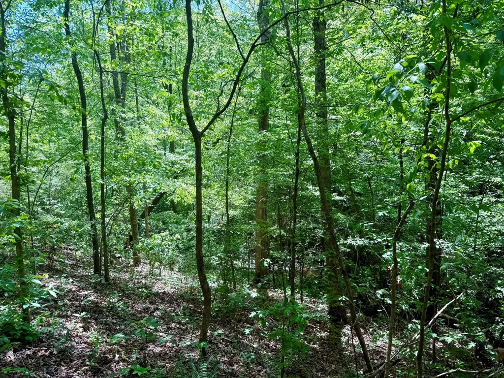 0 Co Road 619 Hanceville AL 35077