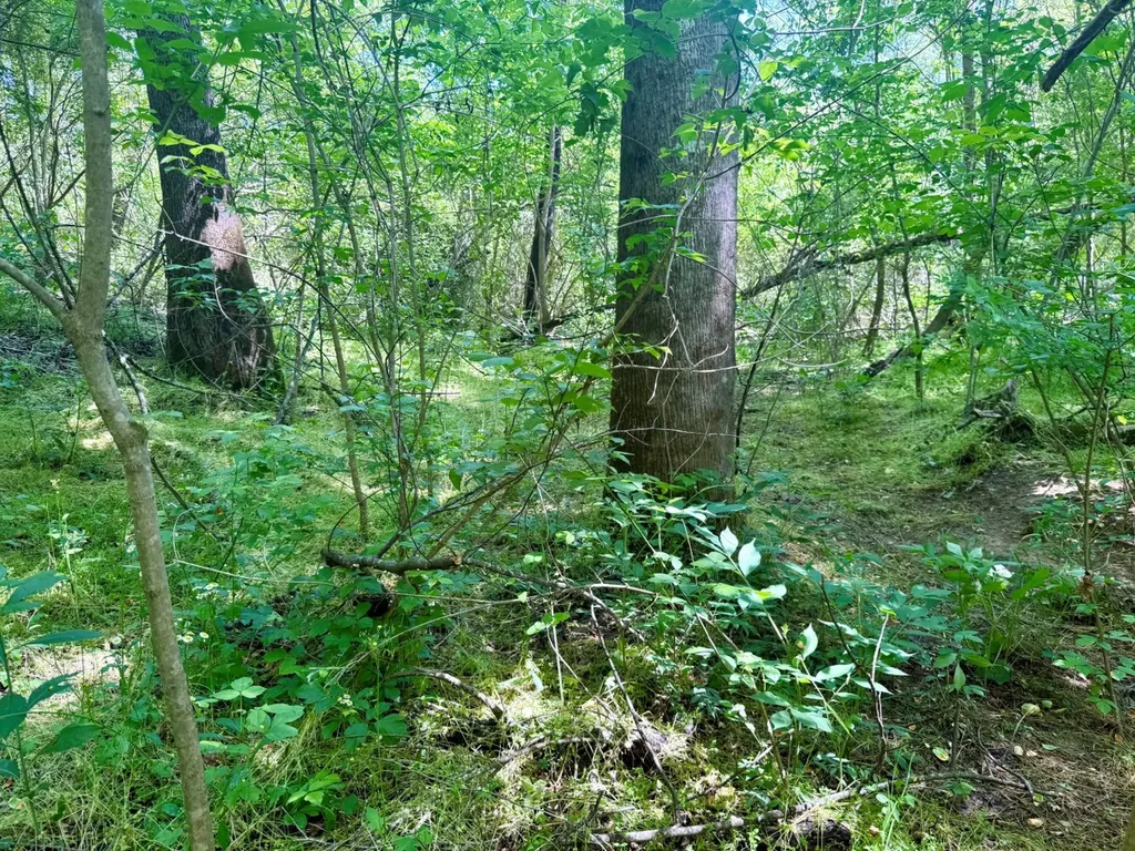 0 Co Road 619 Hanceville AL 35077