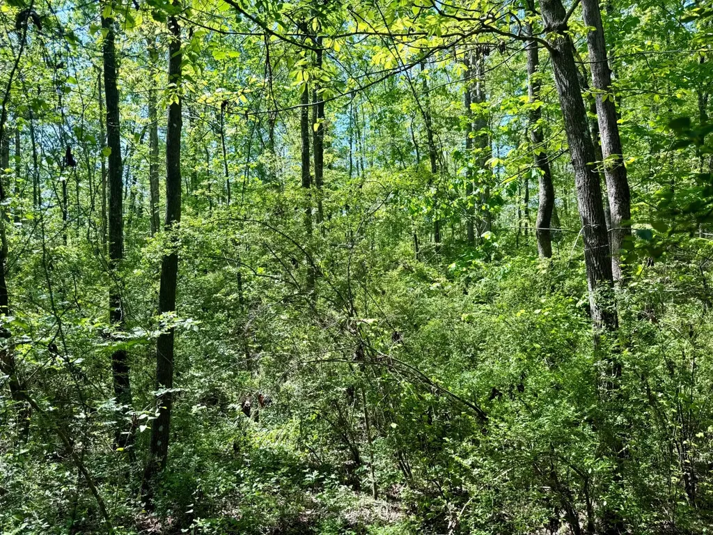 0 Co Road 619 Hanceville AL 35077