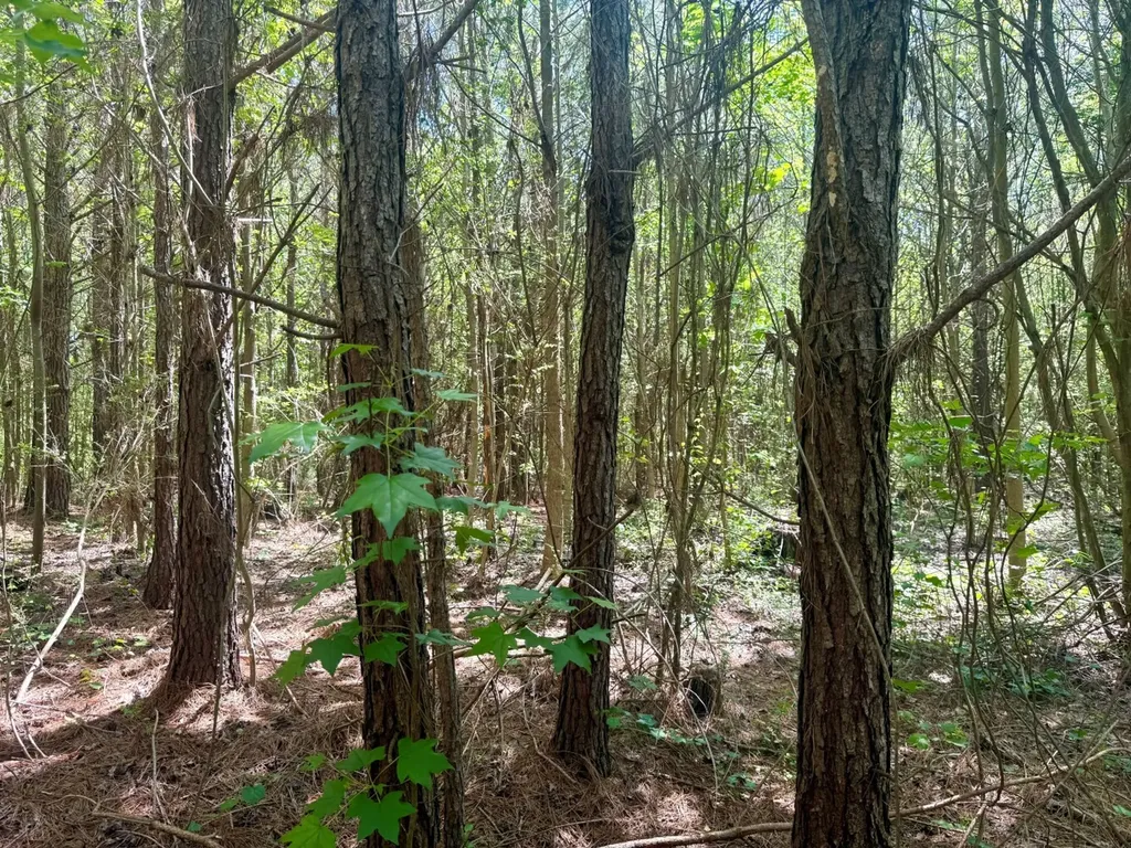 0 Co Road 619 Hanceville AL 35077