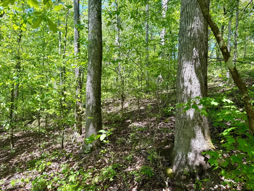 0 Co Road 619 Hanceville AL 35077