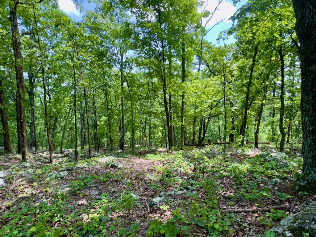 0 Highway 7 Wilsonville AL 35186