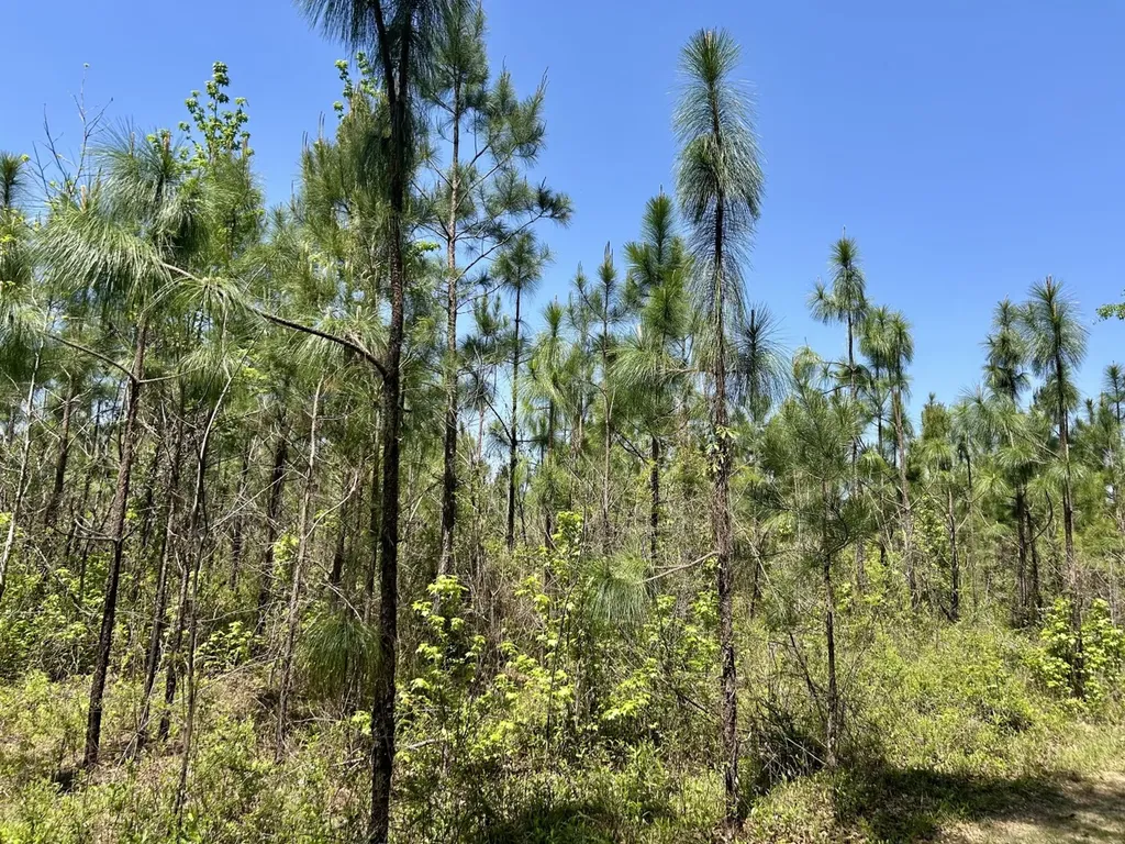 291 Pine Trail Evergreen AL 36401