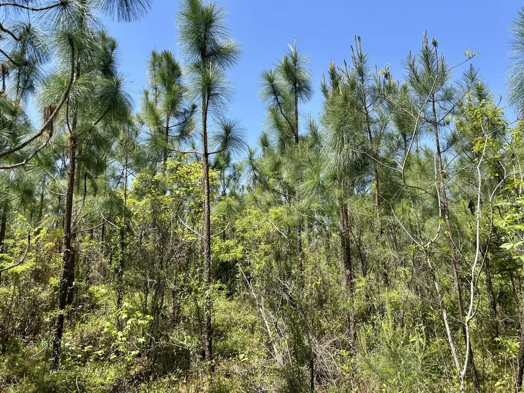 291 Pine Trail Evergreen AL 36401