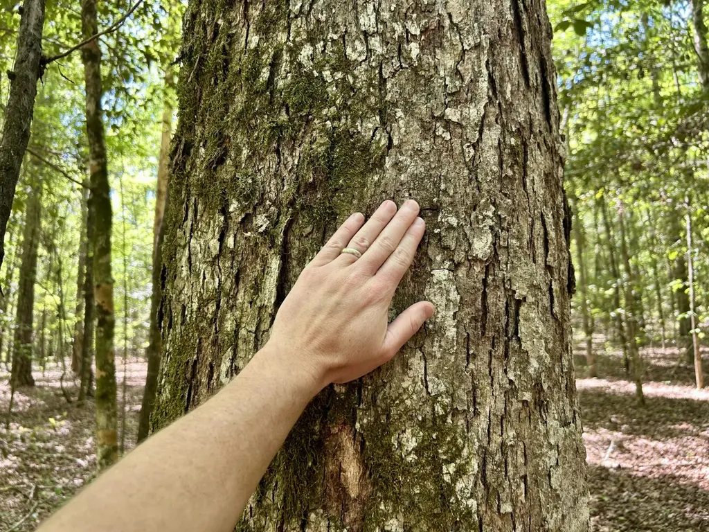 291 Pine Trail Evergreen AL 36401