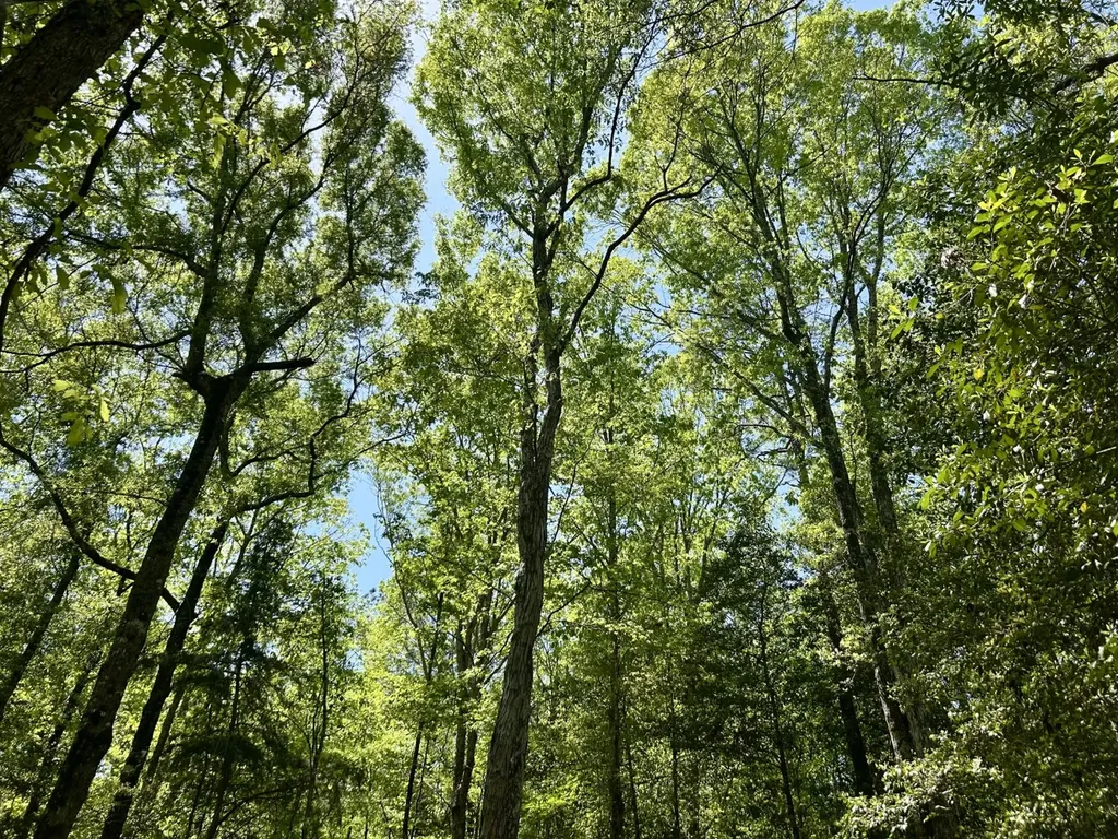 291 Pine Trail Evergreen AL 36401