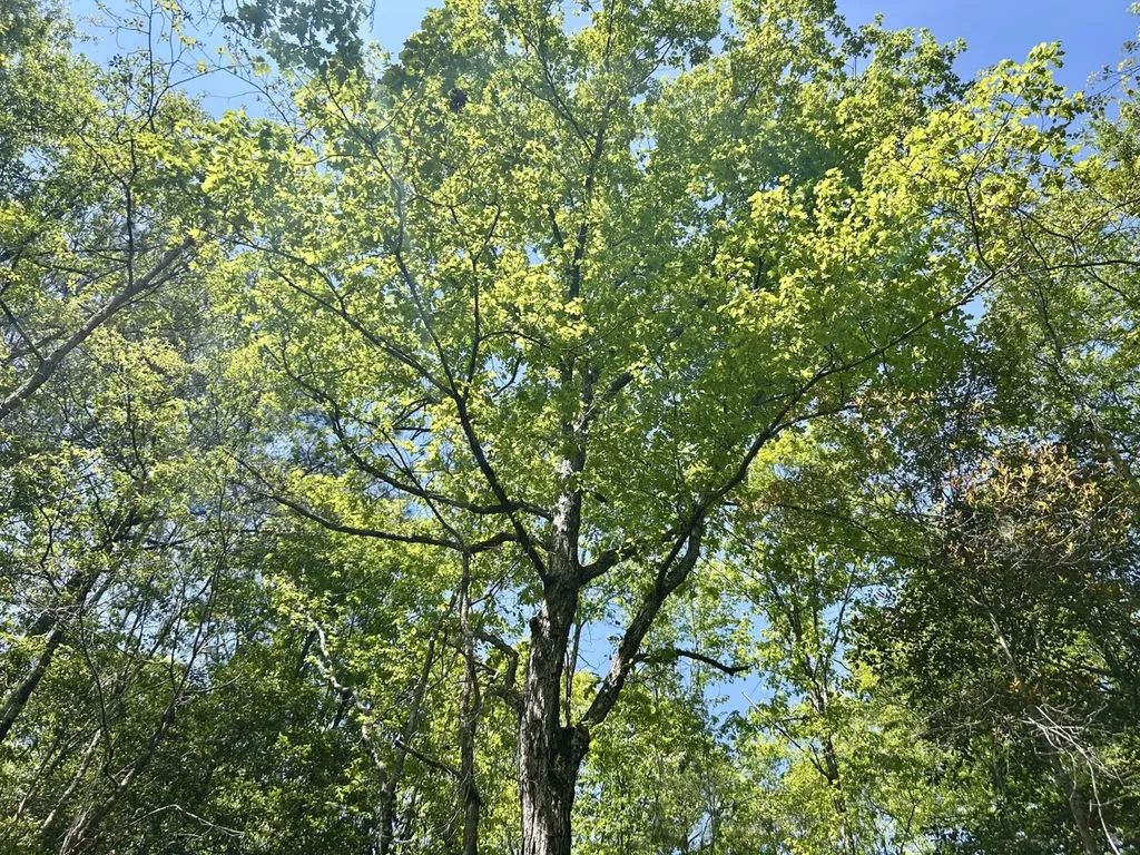 291 Pine Trail Evergreen AL 36401