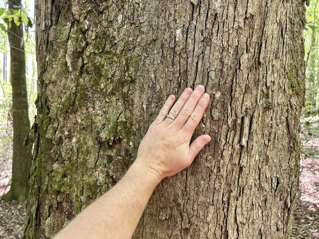 291 Pine Trail Evergreen AL 36401