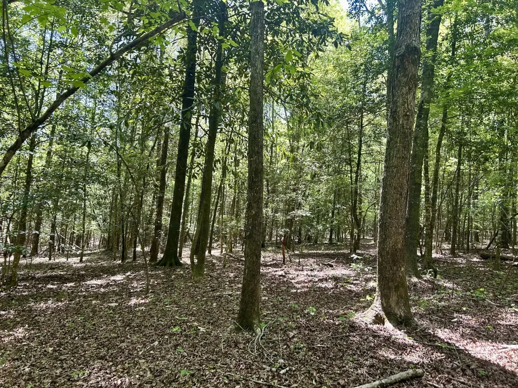 291 Pine Trail Evergreen AL 36401