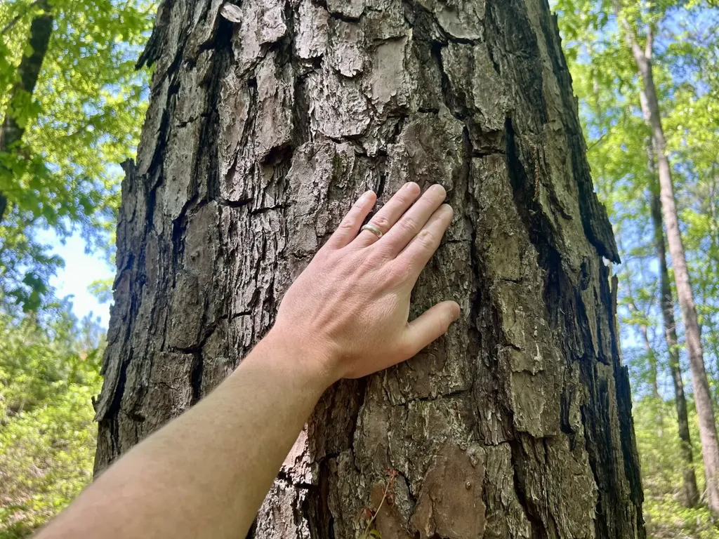 291 Pine Trail Evergreen AL 36401