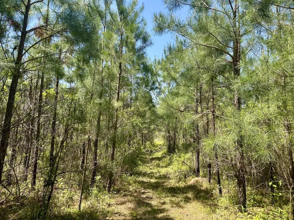 291 Pine Trail Evergreen AL 36401