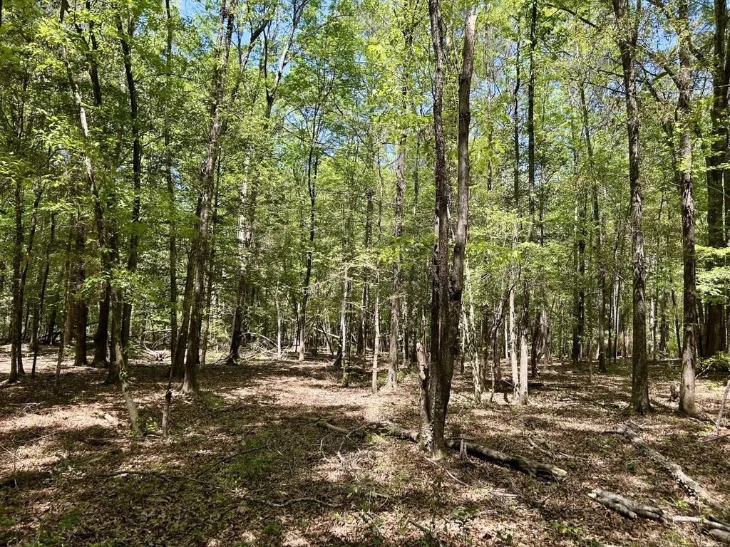 291 Pine Trail Evergreen AL 36401