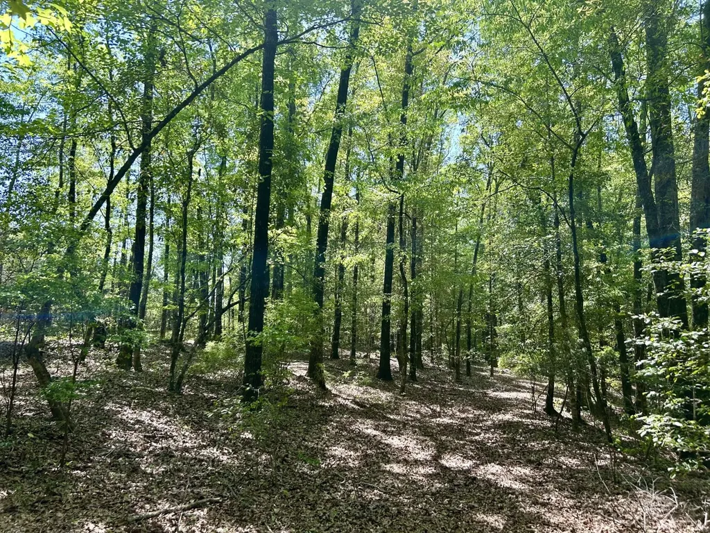 291 Pine Trail Evergreen AL 36401