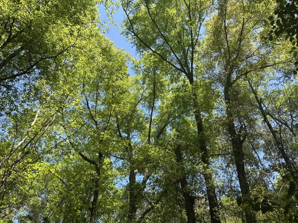 291 Pine Trail Evergreen AL 36401