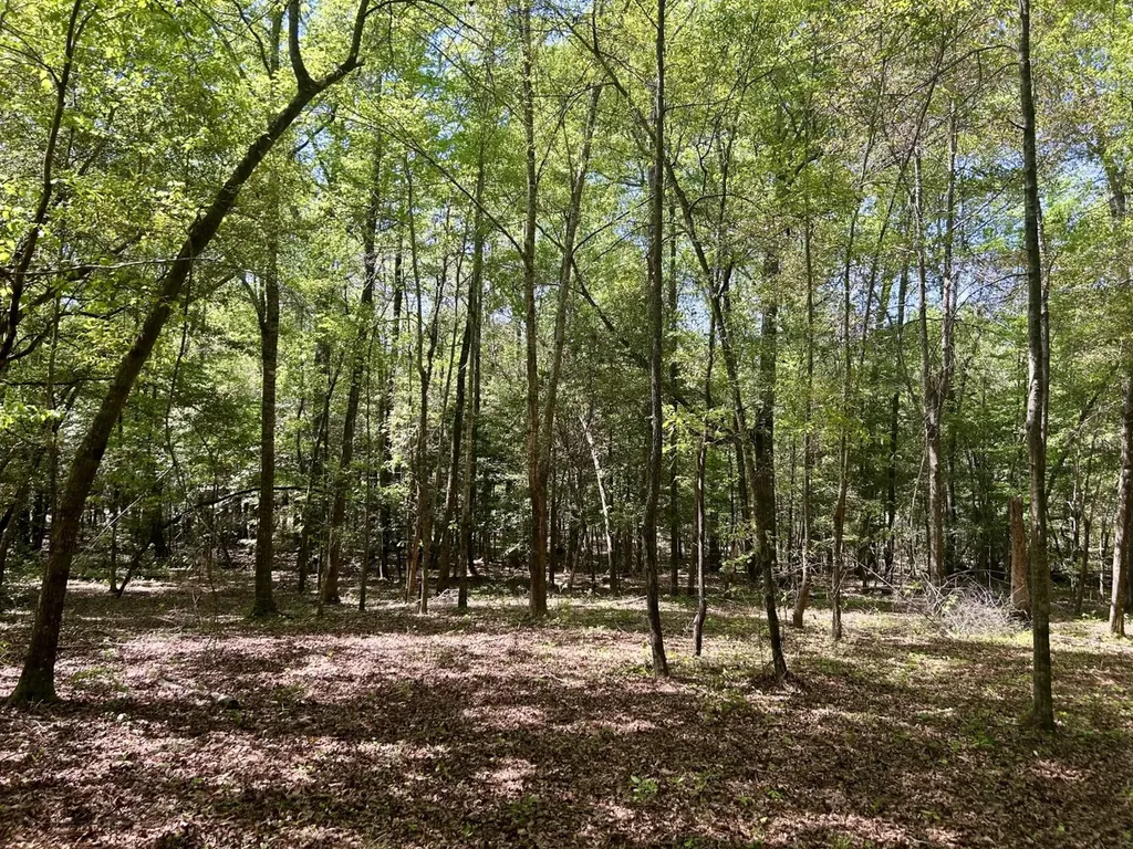 291 Pine Trail Evergreen AL 36401