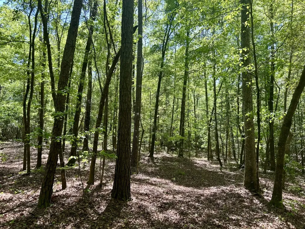 291 Pine Trail Evergreen AL 36401