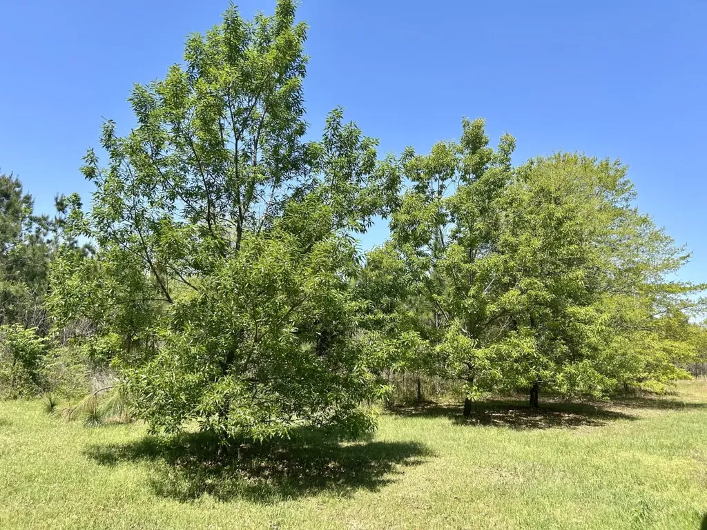 291 Pine Trail Evergreen AL 36401